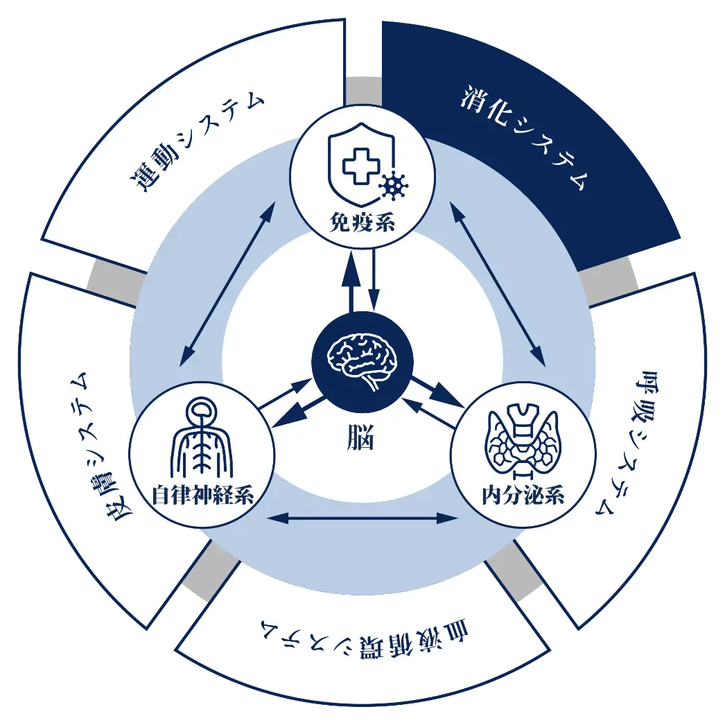 生体防御・調整モデル