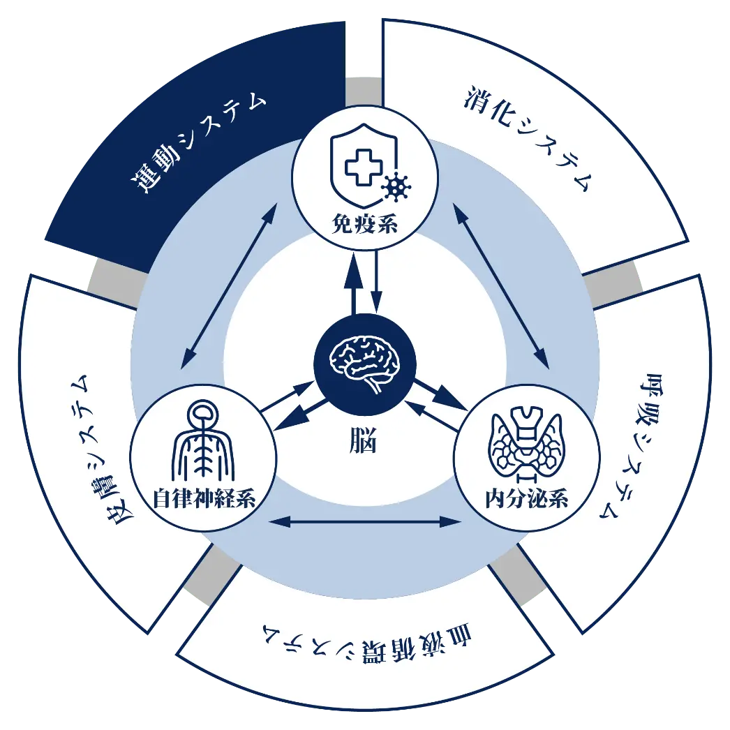 生体防御・調整モデル