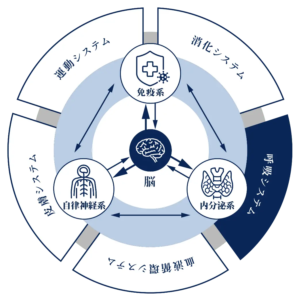 生体防御・調整モデル